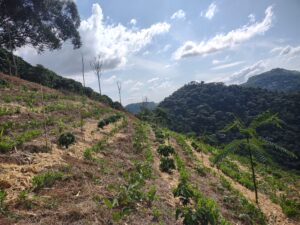 cobertura de cafezal agroflorestal jovem-RJ