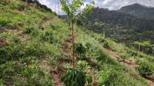 cafezal agroflorestal jovem-RJ