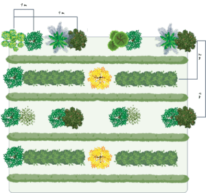 croqui agroflorestal de café e nativas